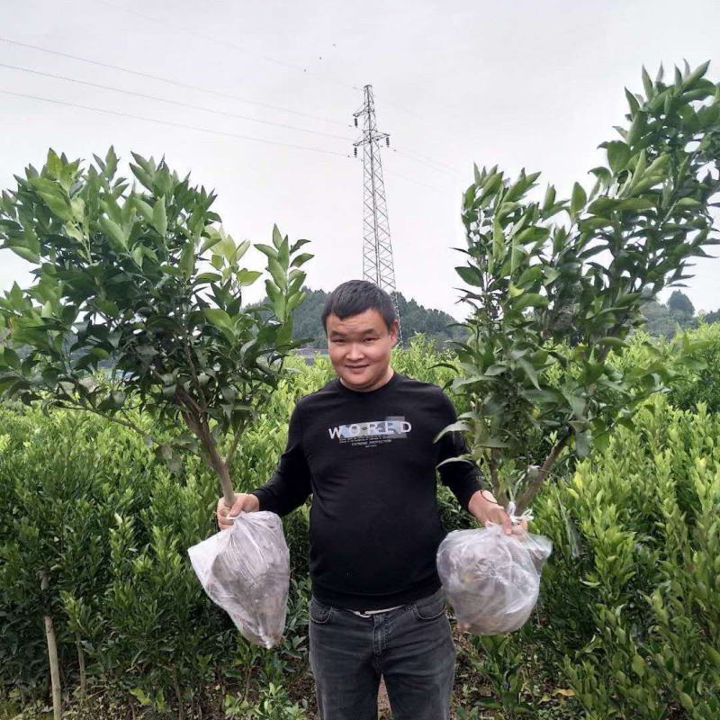 柑桔苗-大雅柑苗明日见，沃柑，不知火丑柑，爱媛