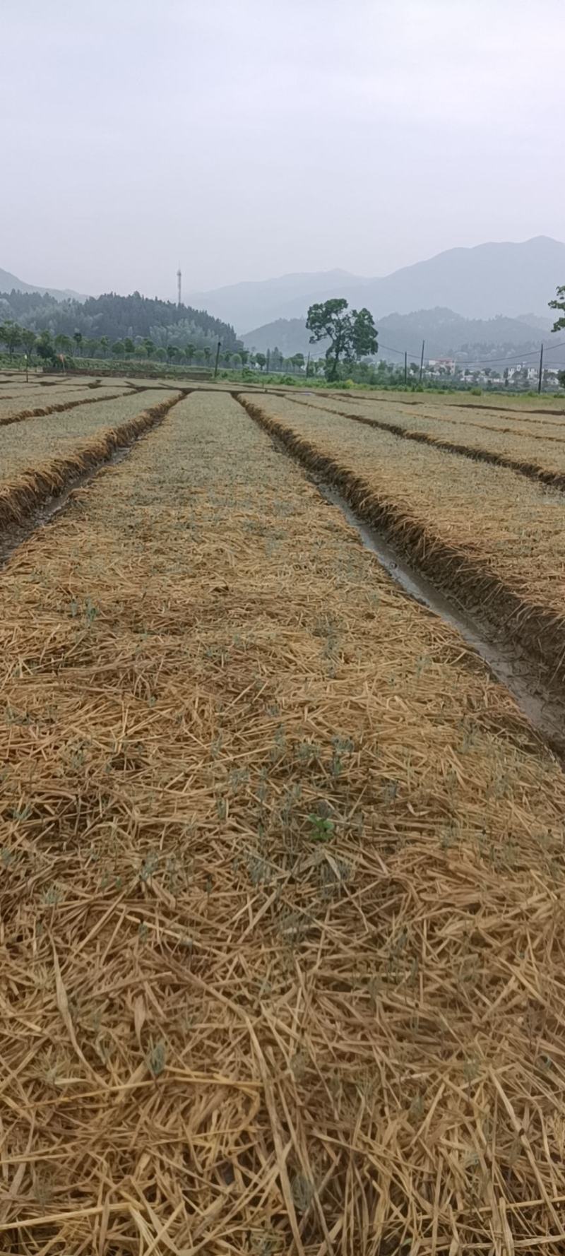 优质湿地松芽苗湿地松幼苗湿地松小苗造林苗种苗基地