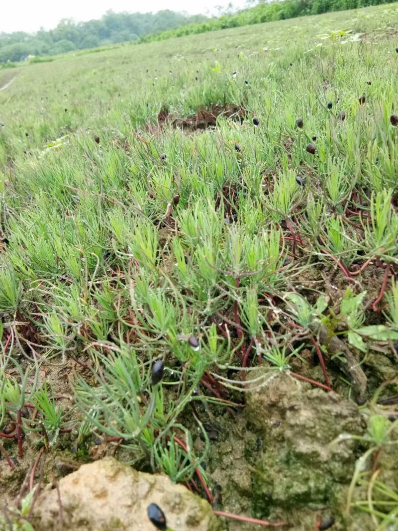 优质湿地松芽苗湿地松幼苗湿地松小苗造林苗种苗基地