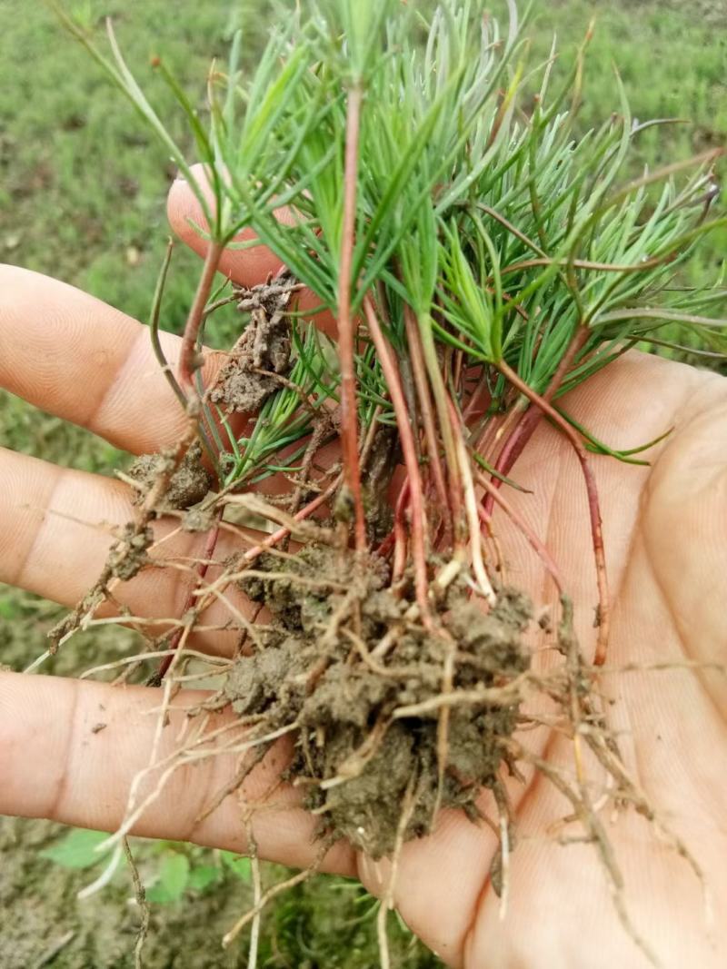 优质湿地松芽苗湿地松幼苗湿地松小苗造林苗种苗基地