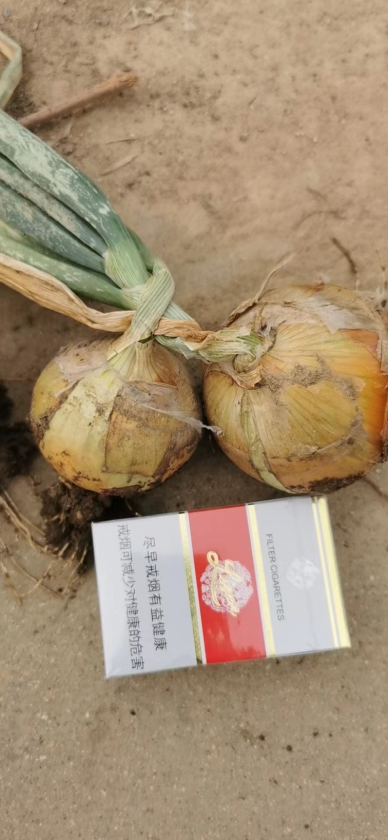 洋葱出口黄皮洋葱、市场大洋葱5-8.6-9.80.90大