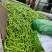 肉豆大青豆价格暴跌❗️不发泡不麻点不🈳️心