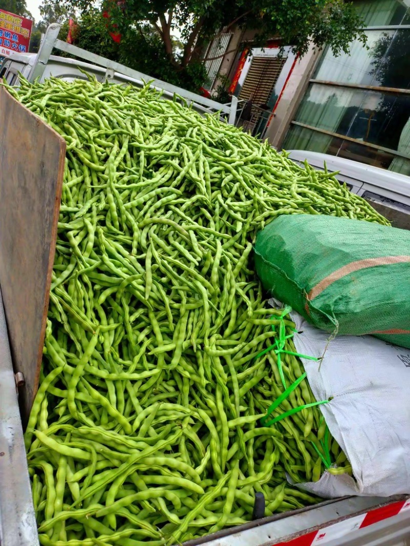 肉豆大青豆价格暴跌❗️不发泡不麻点不🈳️心