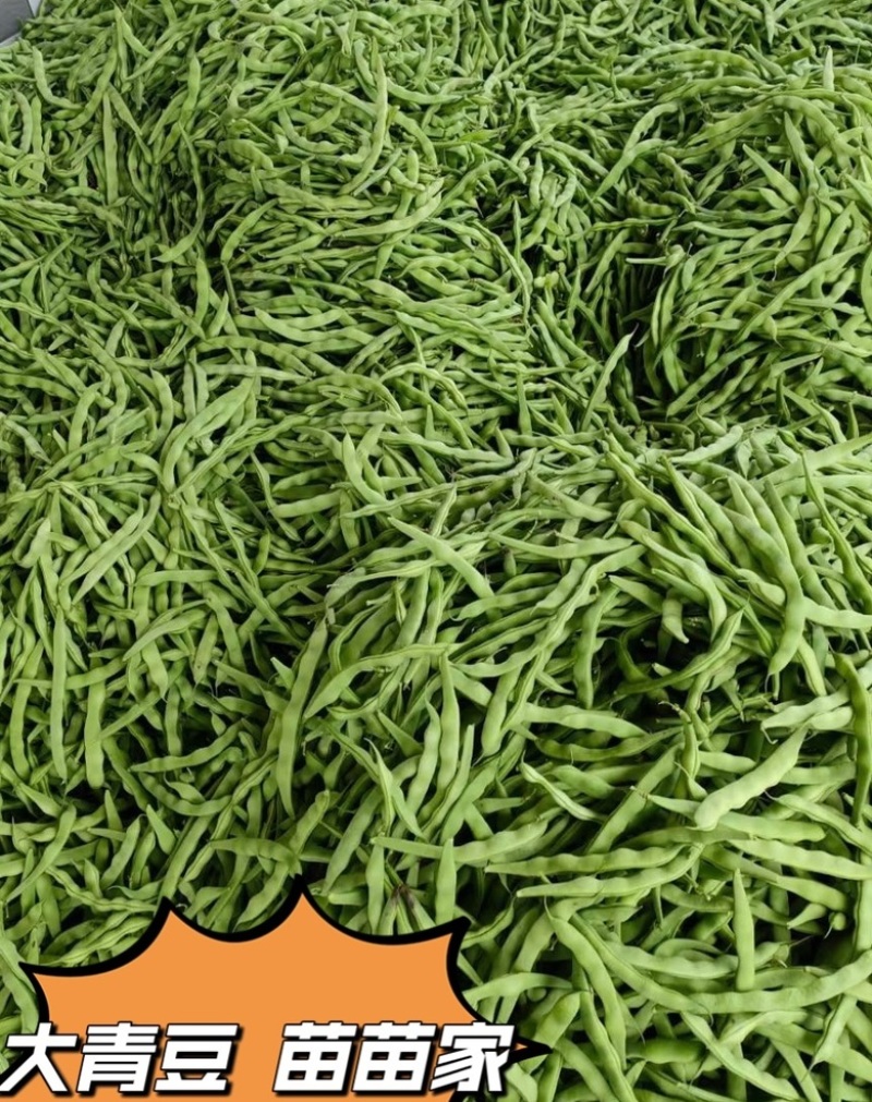 肉豆大青豆价格暴跌❗️不发泡不麻点不🈳️心
