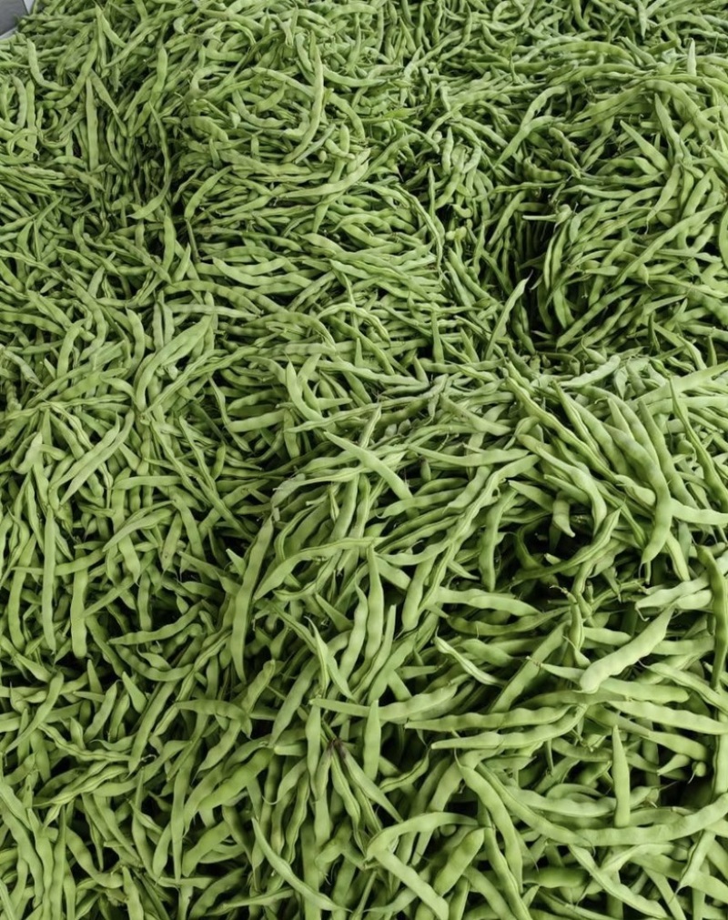肉豆大青豆价格暴跌❗️不发泡不麻点不🈳️心