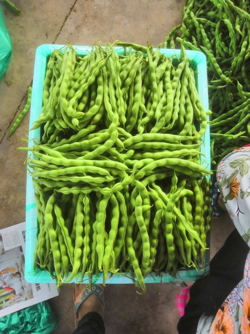 肉豆大青豆价格暴跌❗️不发泡不麻点不🈳️心