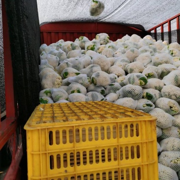 陕西精品散花，大量上市