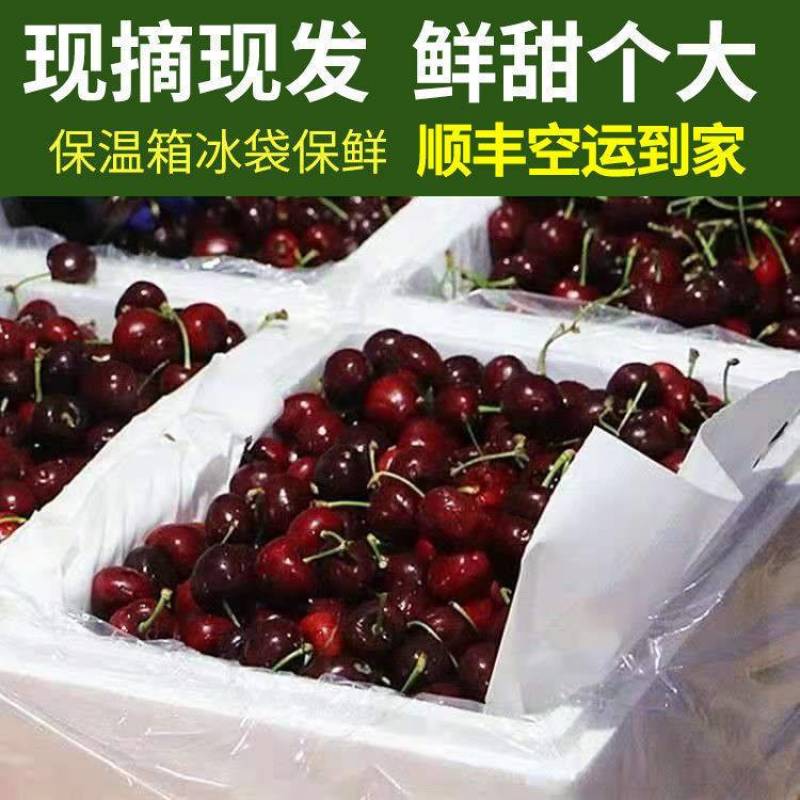 大樱桃沂蒙山根据地樱桃果大贼甜现摘现发保鲜精品包邮