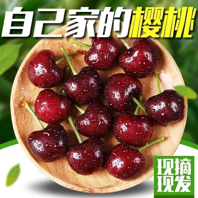 大樱桃沂蒙山根据地樱桃果大贼甜现摘现发保鲜精品包邮