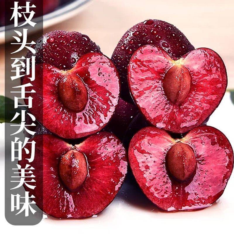 大樱桃沂蒙山根据地樱桃果大贼甜现摘现发保鲜精品包邮