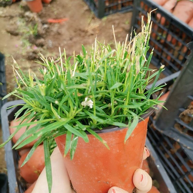 欧石竹