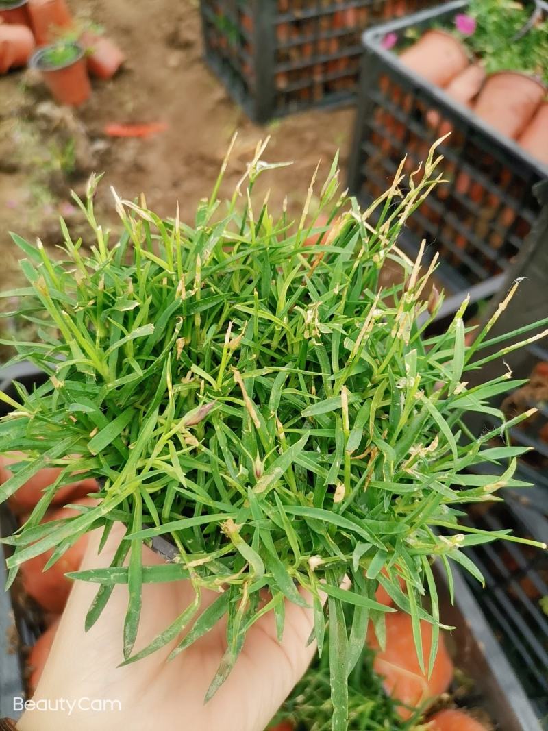欧石竹