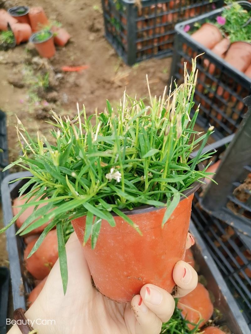 欧石竹