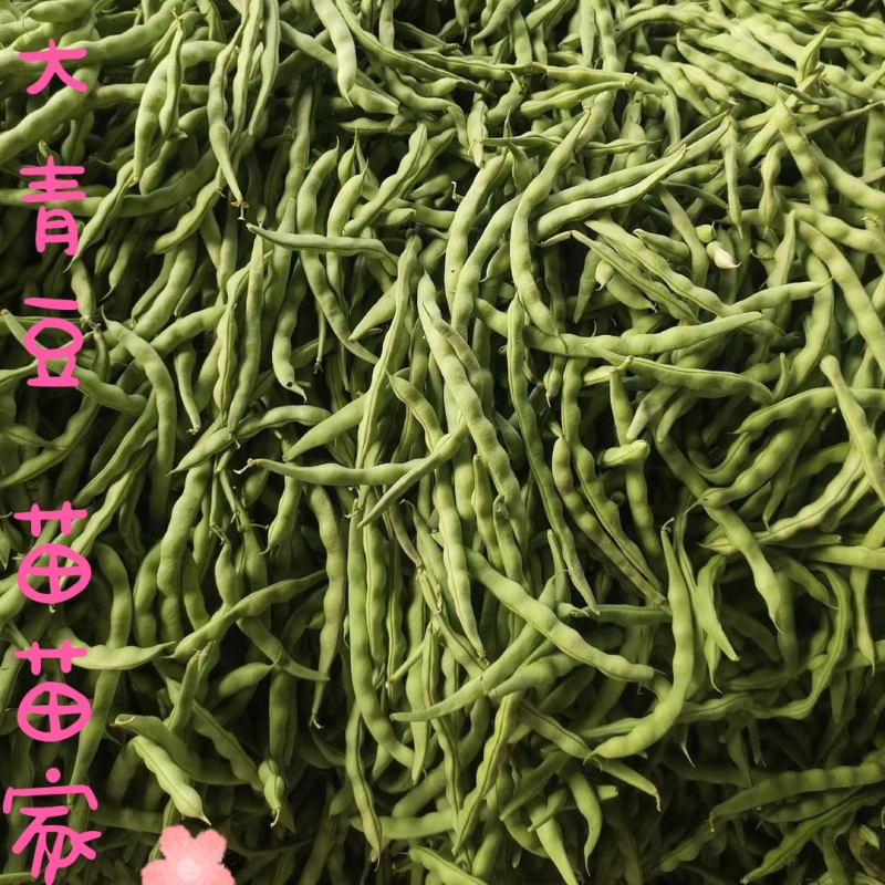 肉豆大青豆价格暴跌❗️不发泡不麻点不🈳️心