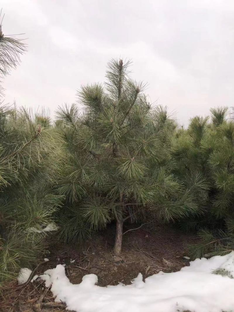 油松杯苗-80--300cm