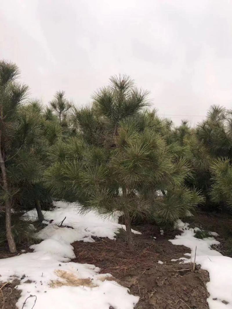 油松杯苗-80--300cm