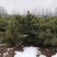 油松杯苗-80--300cm