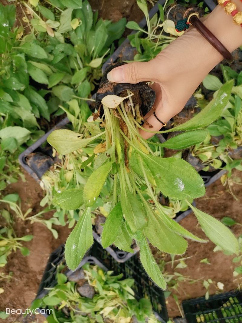 黑心菊