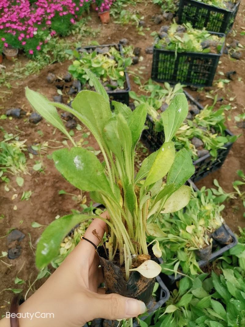 黑心菊