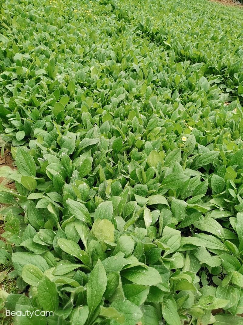 黑心菊