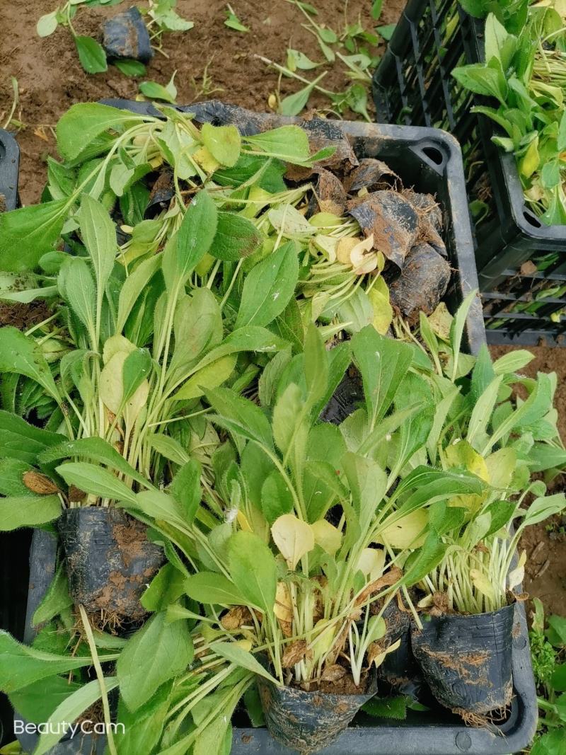黑心菊