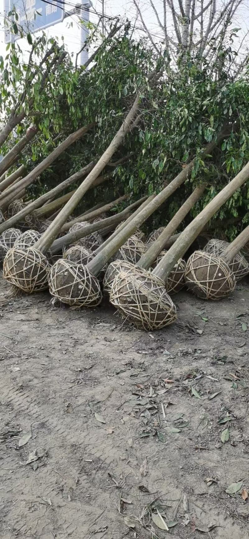 香橼树