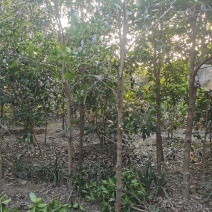 桂花，金桂，高杆桂花，独杆桂花，桂花树价格
