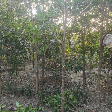 桂花，金桂，高杆桂花，独杆桂花，桂花树价格