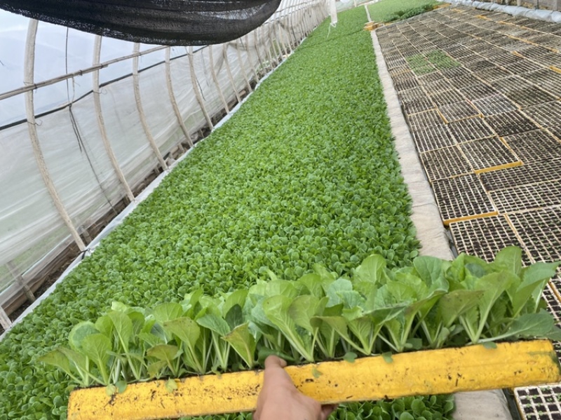 白菜苗基地直发根系好成活高品种全，专业育苗