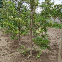 蚊母树，高杆蚊母树，5-8公分，纹树树苗