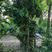 蚊母树，高杆蚊母树，5-8公分，纹树树苗