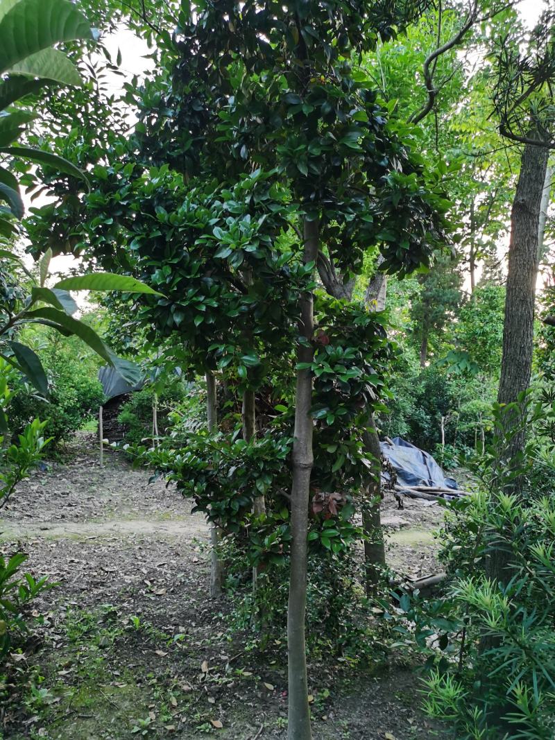 蚊母树，高杆蚊母树，5-8公分，纹树树苗