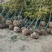 蚊母树，高杆蚊母树，5-8公分，纹树树苗