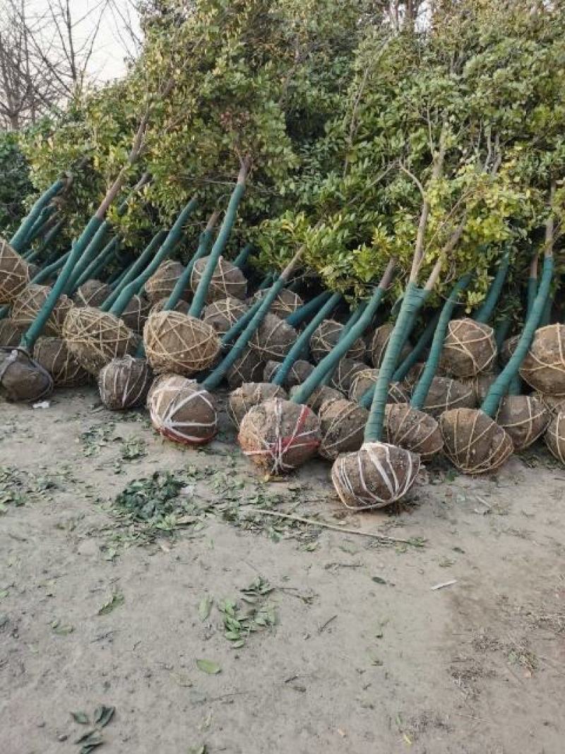 蚊母树，高杆蚊母树，5-8公分，纹树树苗