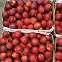 吉林市果品批发市场红油桃