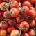 金品西红柿大量上市需要的老板来吧。！。！。！。！。！。！