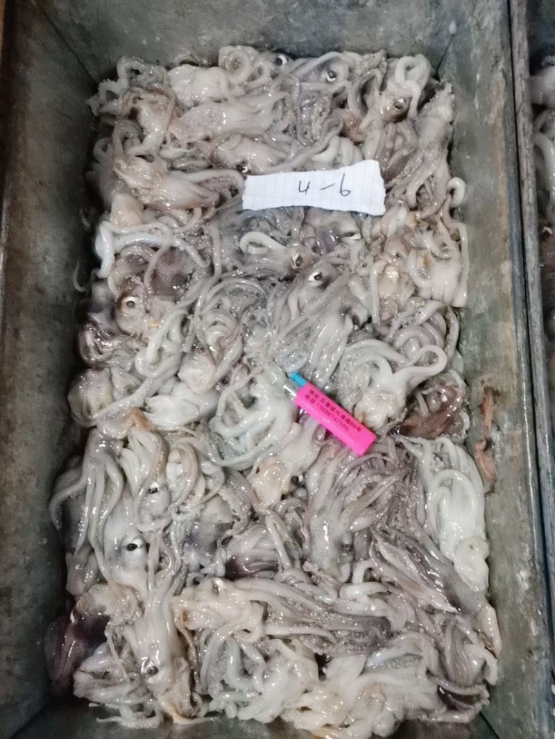 真鱿
