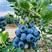 云南露天蓝莓鲜果，自家基地，现摘现发，欢迎实地考察洽谈。