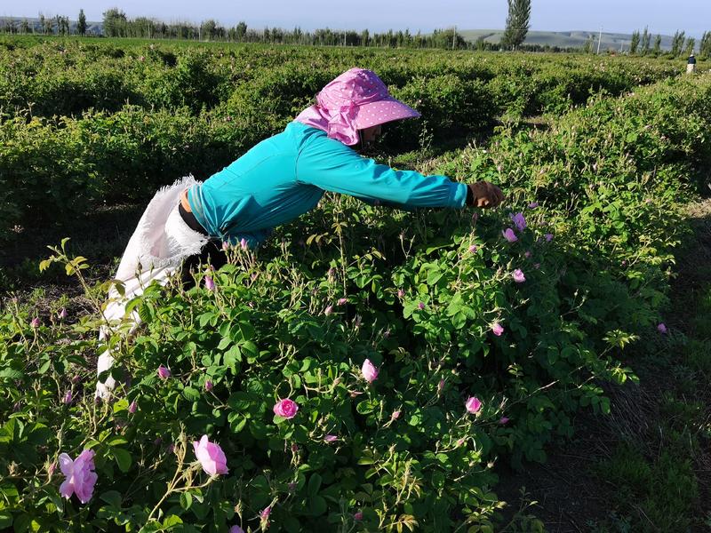 新疆-玫瑰干花大马士革玫瑰花冠，自然晾晒欢迎下单