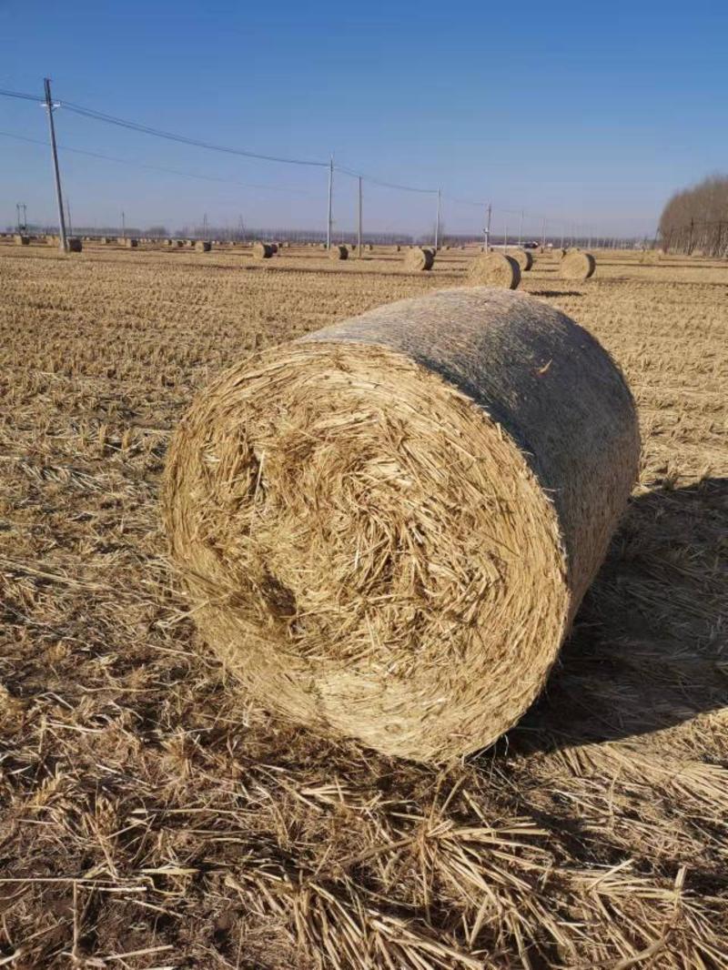 小麦秸秆原草，货源充足有需要可以联系，各种规格