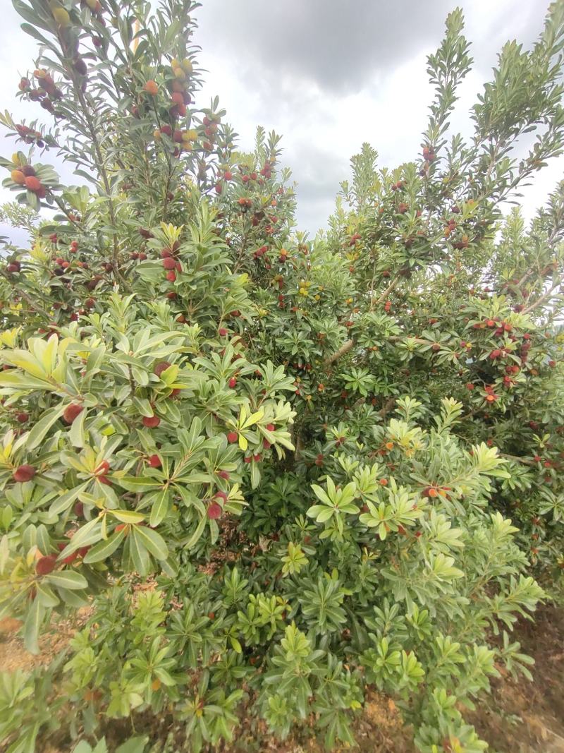 杨梅，石屏红杨梅自家果园