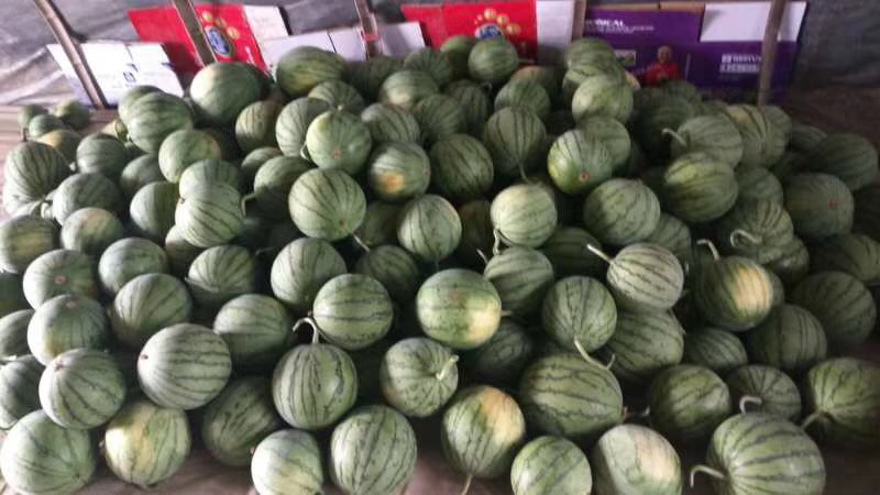 蜜童无籽西瓜甜度高颗粒大饱满关系老板们来采购