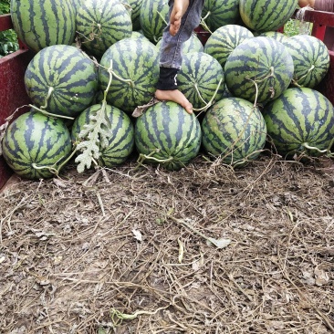 大红西瓜