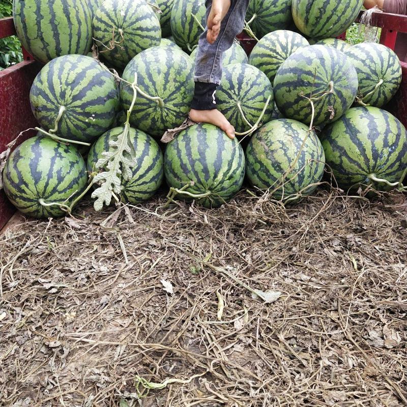 大红西瓜