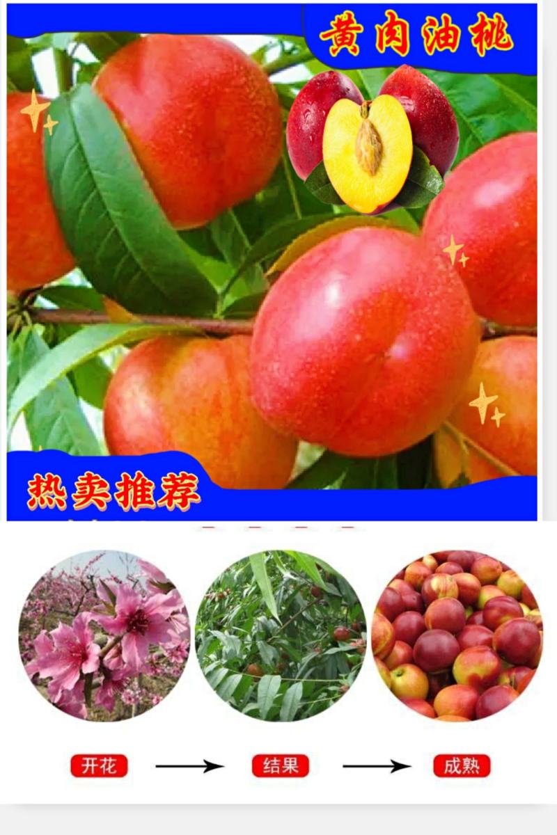 新鲜油桃中油19黄肉油桃3斤10斤装快递包邮坏果包赔