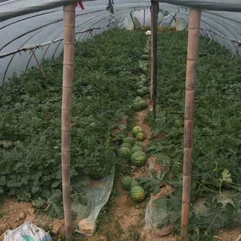 蜜童无籽西瓜甜度高颗粒大头茬欢迎来采购