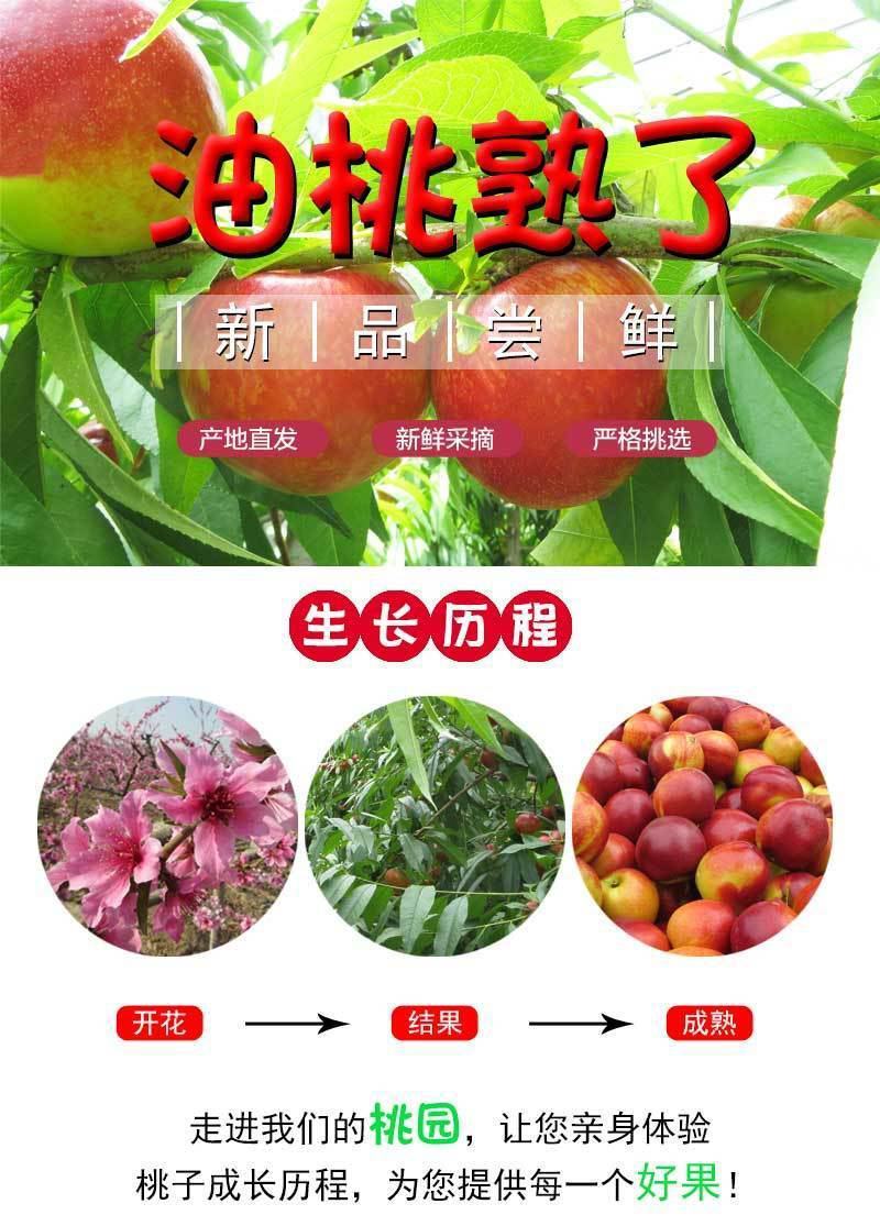 新鲜油桃中油19黄肉油桃3斤10斤装快递包邮坏果包赔