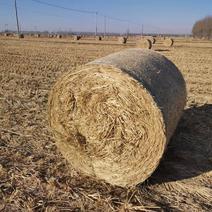 小麦秸秆原草，货源充足有需要可以，各种规格