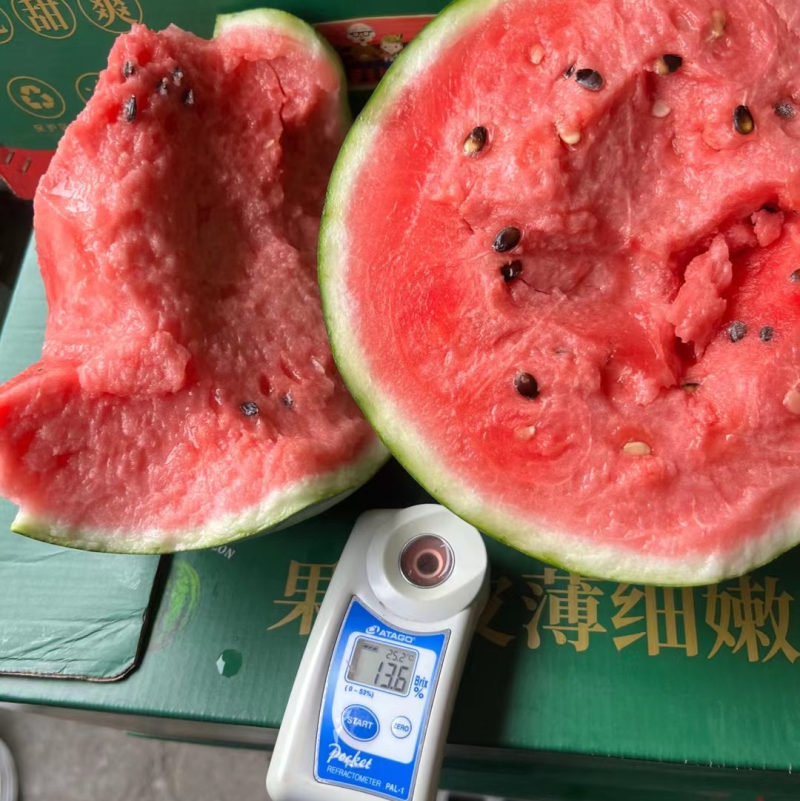 东台西瓜8428美都／小兰，金星瓜，早春红玉