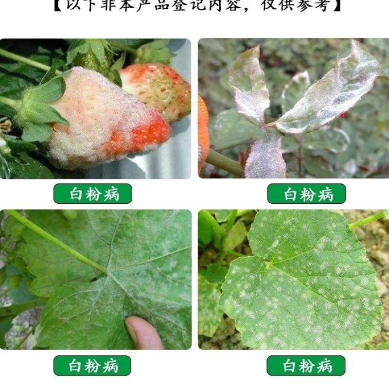 三唑铜果树小麦锈病月季药多肉药花卉白粉病黑斑病杀菌剂